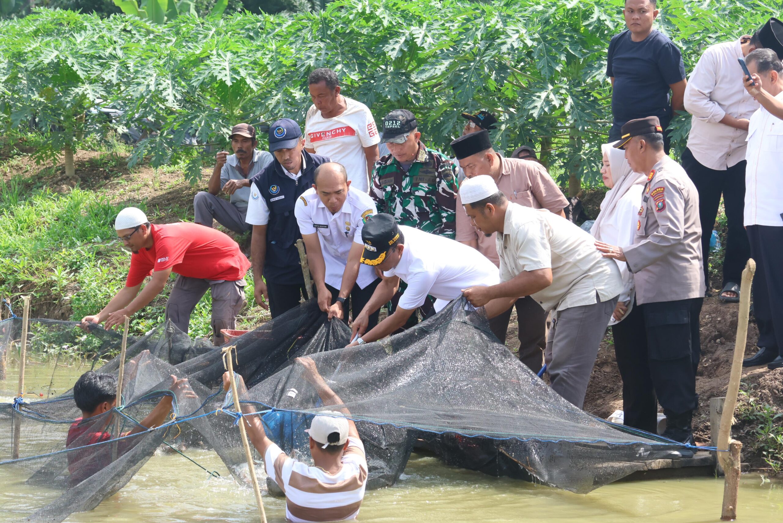 Keterangan Gambar Bupati Gus Irawan panen ikan di kolam Pokdakan Berkah Paya Puri sebagai bagian dari Gerakan 1.000 Kolam yang sudah menjadikan Tapsel Top-1 se Indonesia. (Ist)