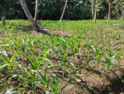 Pupuk Subsidi Jenis NPK Phonska Langka, Petani Jagung Hiliwarokha Menjerit