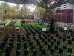 Lahan pertanian budidaya sayur organik Himpunan Mahasiswa Biologi (HIMABIO) Universitas Samudra sebagai penguatan ketahanan pangan pascabanjir melalui penerapan Smart Integrated Farming System (SIFS) di Desa Meurandeh, Kota Langsa, Rabu (04/03/2026).(ist).