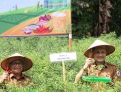 Wakil Wali Kota Gunungsitoli Hadiri Panen Cabai Merah 