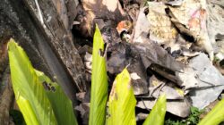 Gegerkan Warga Pulau Gambar, Mayat Wanita Membusuk Ditumpukan Sampah