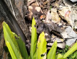 Gegerkan Warga Pulau Gambar, Mayat Wanita Membusuk Ditumpukan Sampah