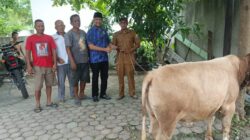 Sambut  Idul Fitri, Ketua DPD Kombat Deliserdang Serahkan Bantuan Satu Ekor Lembu