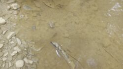 Pencemaran Lingkungan Akibat Pengolahan Emas Ilegal Di Abdya Mengkhawatirkan