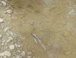 Pencemaran Lingkungan Akibat Pengolahan Emas Ilegal Di Abdya Mengkhawatirkan