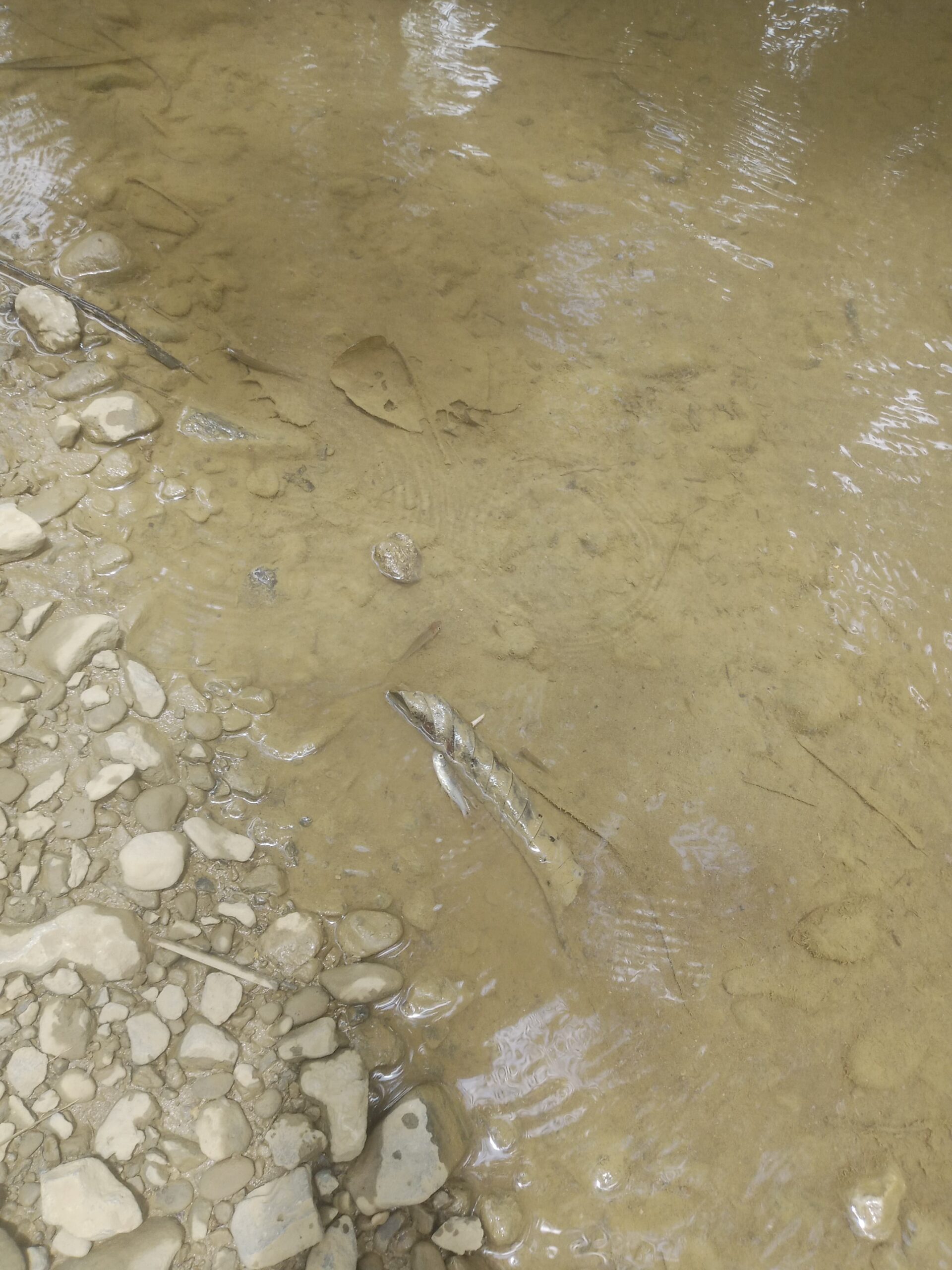 Kondisi pencemaran lingkungan di kawasan Kecamatan Babah Rot, Abdya,  dampak penggunaan sianida dan merkuri tambang emas ilegal di kawasan itu. Selasa (7/4)). Ist