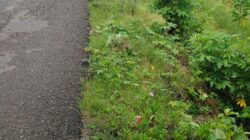 Waksekda DPD LIRA Nias Desak Penanganan Darurat Longsor